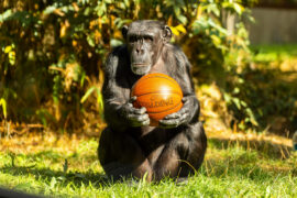 Chimpanzee holding a basketball