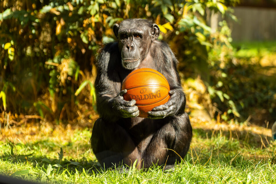 Chimpanzee holding a basketball